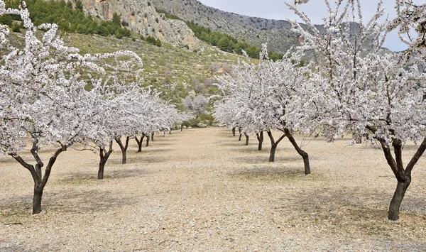 Champ des fleurs d'amandier — Photo