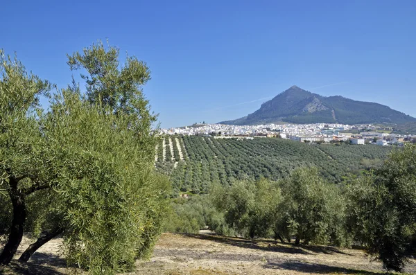 Vista panorâmica de Rute, Córdoba (Espanha) e oliveira — Fotografia de Stock