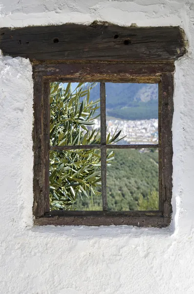 Olijfboomgaard in rute achter de oude houten venster in de muur — Stockfoto