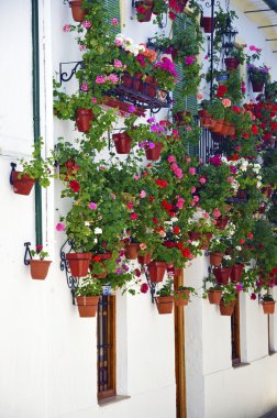 çiçek duvar, cordoba, Endülüs Demlikli sokak sahnesi