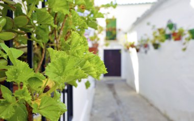 çiçek duvar, cordoba, Endülüs Demlikli sokak sahnesi