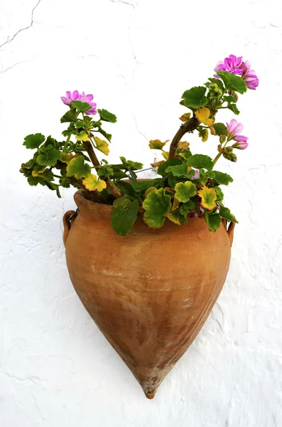 Geranium i en blomkruka — Stockfoto