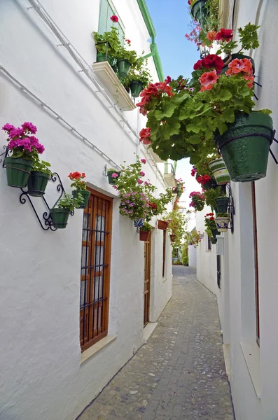 Cena de rua com vasos de flor na parede, Córdoba, Andaluzia — Fotografia de Stock