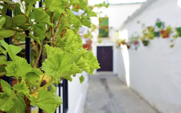 Straatbeeld met potten van bloem in de muur, Córdoba, Andalusië — Stockfoto