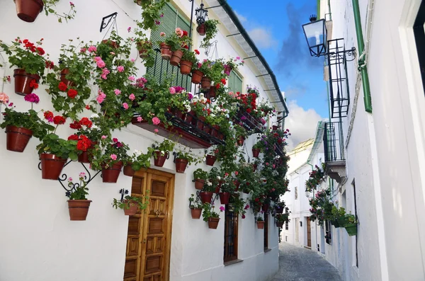 Gatubilden med krukor av blomman i väggen, cordoba, Andalusien — Stockfoto