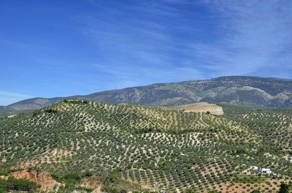 Az olajfák Andalúzia területén — Stock Fotó