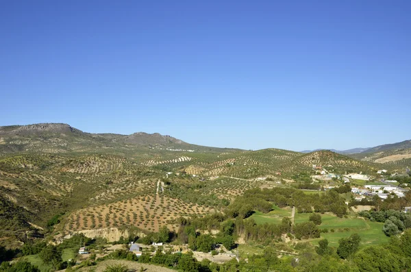 Champ d'oliviers en Andalousie — Photo