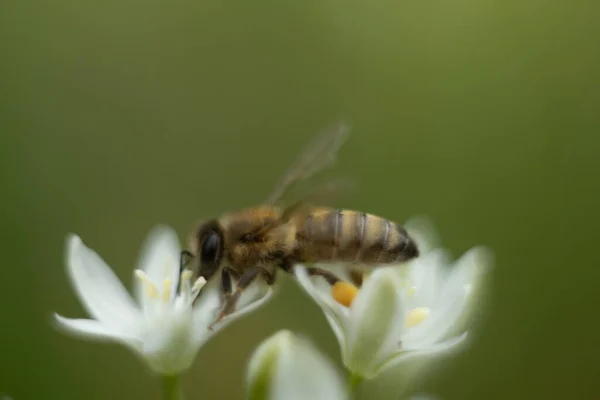 Macro foto de uma abelha. A abelha recolhe pólen. Abelha em uma flor branca. — Fotografia de Stock
