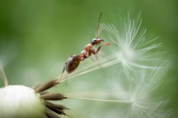 Makro fotka mravence. Mravenec se plazí na pampelišce. Makro fotografie hmyzu. — Stock fotografie