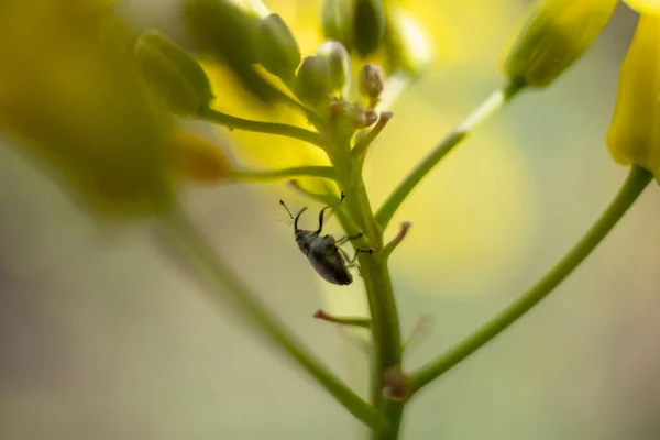 Foto macro de uma formiga. Uma formiga rasteja num dente-de-leão. Macro foto de insetos. — Fotografia de Stock