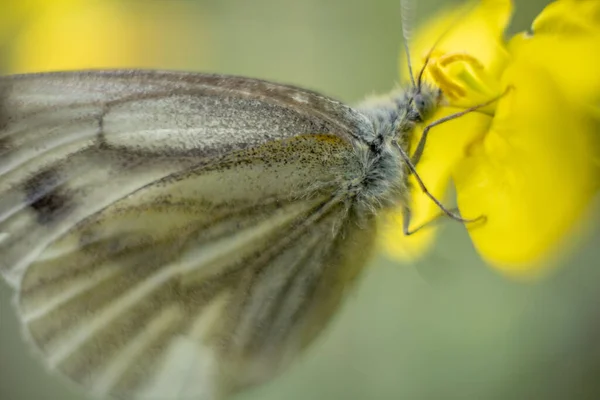 Macro photo d'un papillon. Papillon boit du nectar. Papillon sur une fleur. Macro photo d'insectes. — Photo