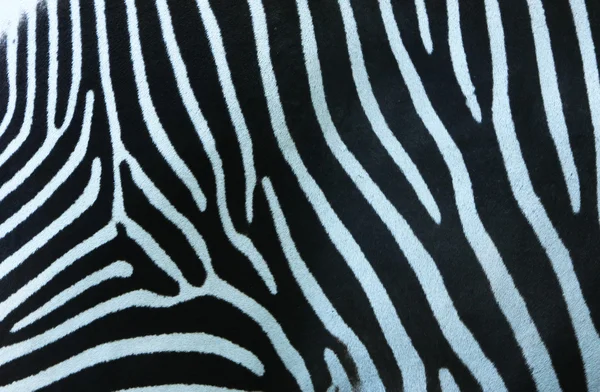 Zebra tekstura. — Zdjęcie stockowe