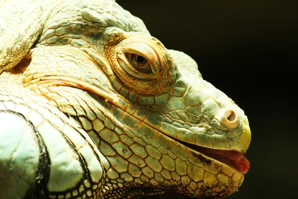 Retrato de Iguana . — Fotografia de Stock