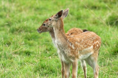 doğal zemin üzerine geyik.