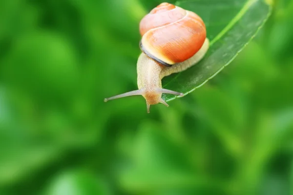 Caracol em uma folha. — Fotografia de Stock