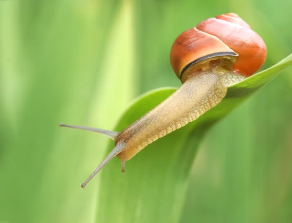 Slak op een blad. — Stockfoto