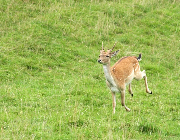 Cerf sur fond naturel . — Photo