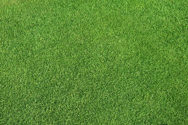 완벽 한 녹색 잔디 — 스톡 사진