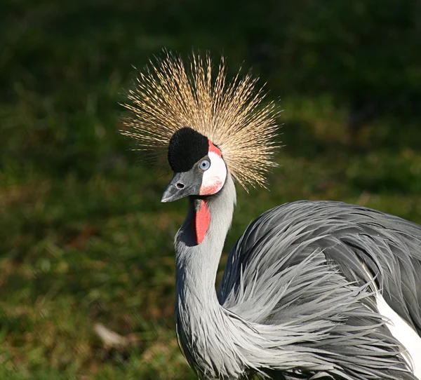 Krönt crane. — Stockfoto