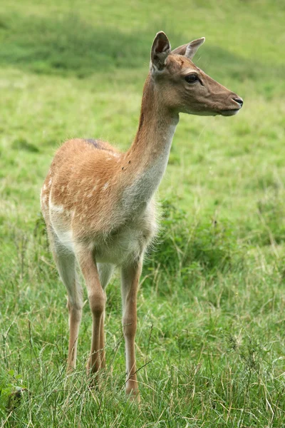 Veado em um prado — Fotografia de Stock