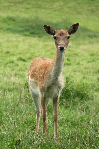 Deer on a meadow — Stock Photo, Image