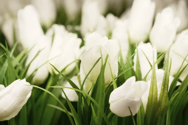 Weiße Tulpen — Stockfoto