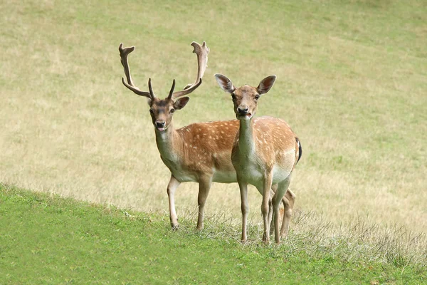 Deer on a meadow — Stock Photo, Image