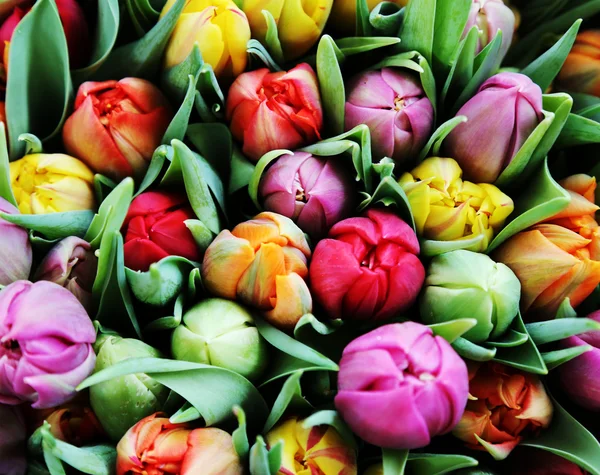 Multicolor tulips — Stock Photo, Image