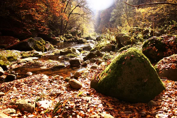 Jesienny las Obrazek Stockowy