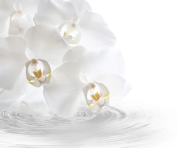 White orchidea with watercurls Stok Fotoğraf