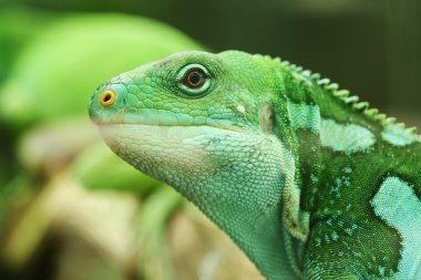 ağaç dalında yeşil iguana.