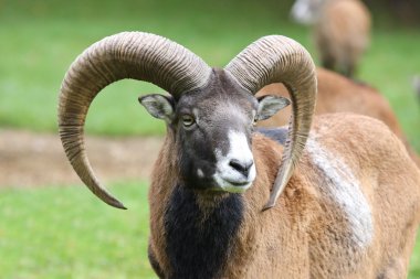 doğal zemin üzerine moufflon