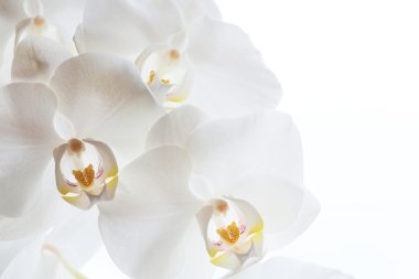 Beyaz Orkide