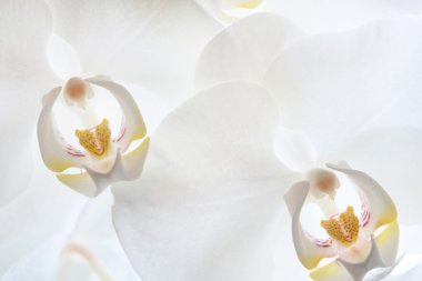 Beyaz Orkide