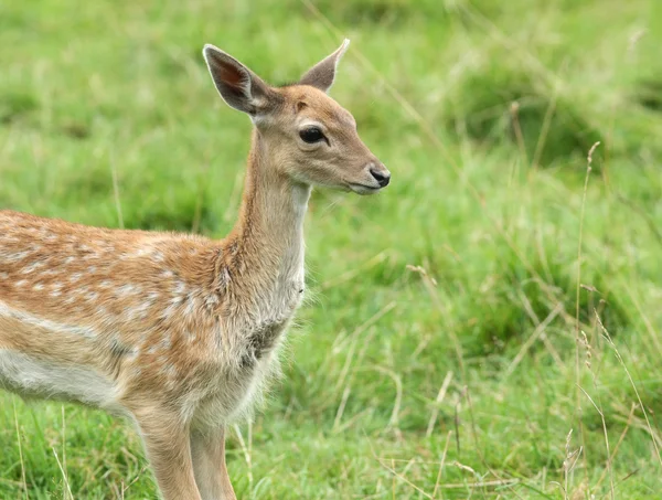 Cerf sur fond de gazon naturel . — Photo