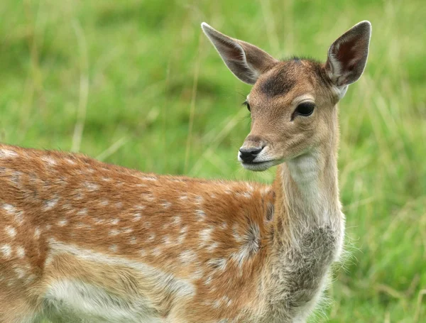 Deer on natural grass background. — Stock Photo, Image