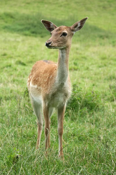 Cervo su sfondo erba naturale . — Foto Stock