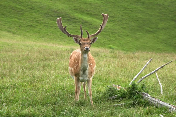 Deer op natuurgras achtergrond. — Stockfoto