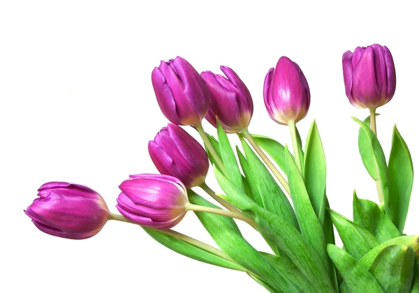 Beautiful tulips isolated on white. — Stock Photo, Image