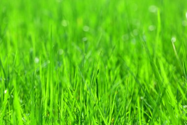 Taze yeşil çimenler.