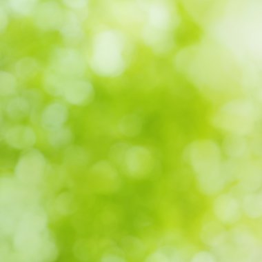 Güneşli yeşil doğa