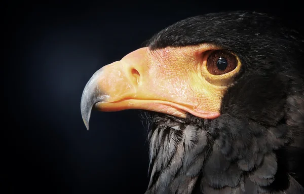 Чорний орел — стокове фото