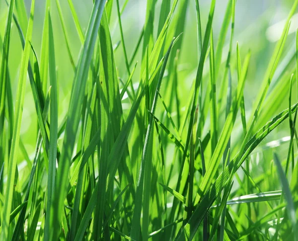 Свіжої зеленої траві . — стокове фото