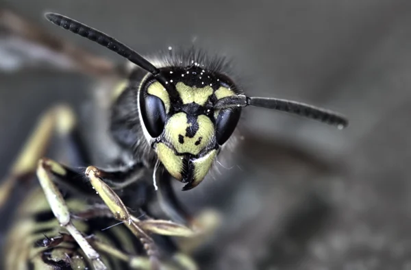 ハチの頭 — ストック写真