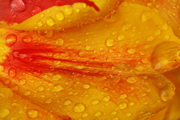 Turuncu çiçek yaprakları ile su damlaları.