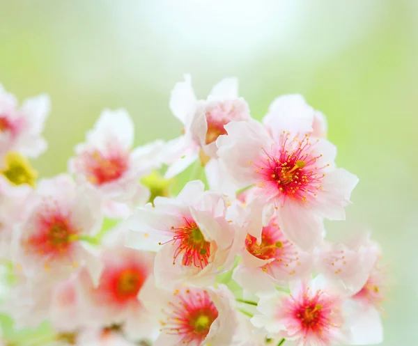 Sakura flor Imagen de stock