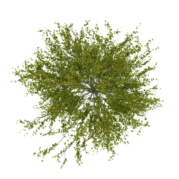 Izolované letní strom top — Stock fotografie