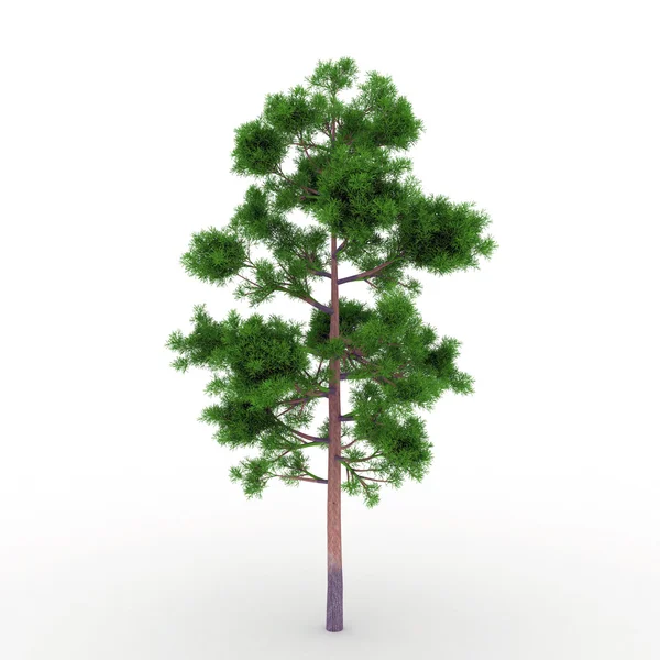 Tapa de árbol de verano aislado — Foto de Stock