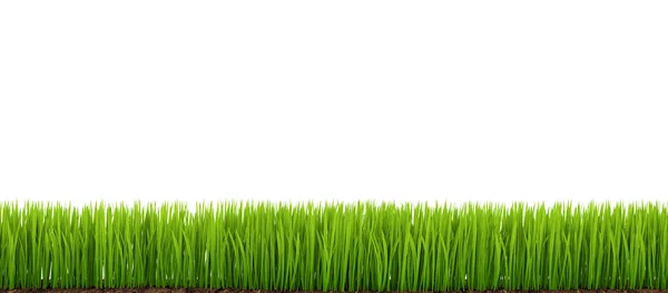 Green Grass — Stock Photo, Image