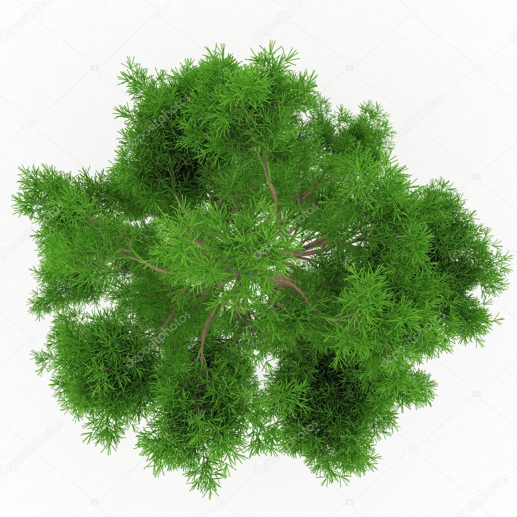 Isolated summer tree top